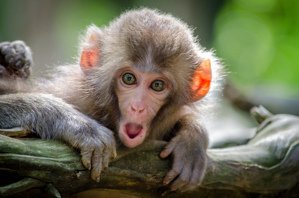 Monkey Image